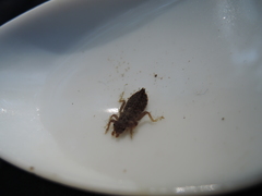 Octogomphus specularis