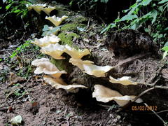 Lentinus sajor-caju