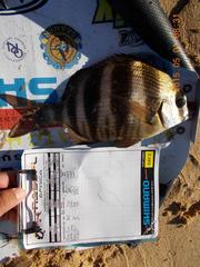 Diplodus hottentotus