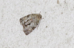 Blenina