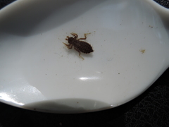 Octogomphus specularis