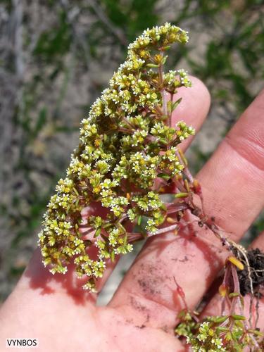 Crassula glomerata