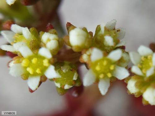 Crassula glomerata