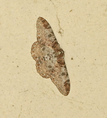 Amraica recursaria