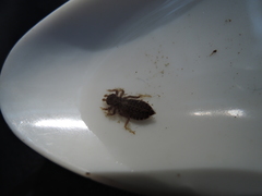 Octogomphus specularis