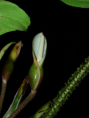 Philodendron squamiferum