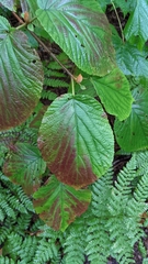 Viburnum lantanoides image