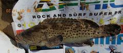 Epinephelus andersoni