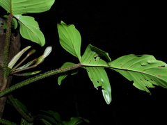 Philodendron squamiferum