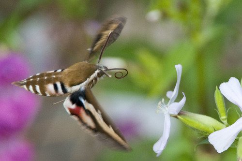 Bedstraw Hawk-moth