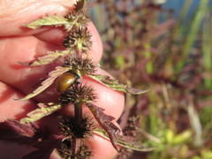 Chrysolina polita