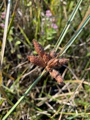 Bolboschoenus robustus