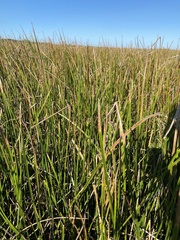 Bolboschoenus robustus