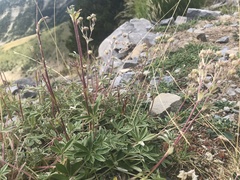 Potentilla alchimilloides