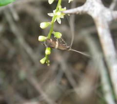 Adelidae