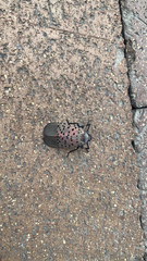 Lycorma delicatula