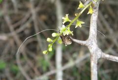 Adelidae