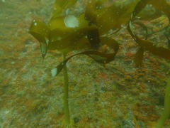 Laminaria pallida