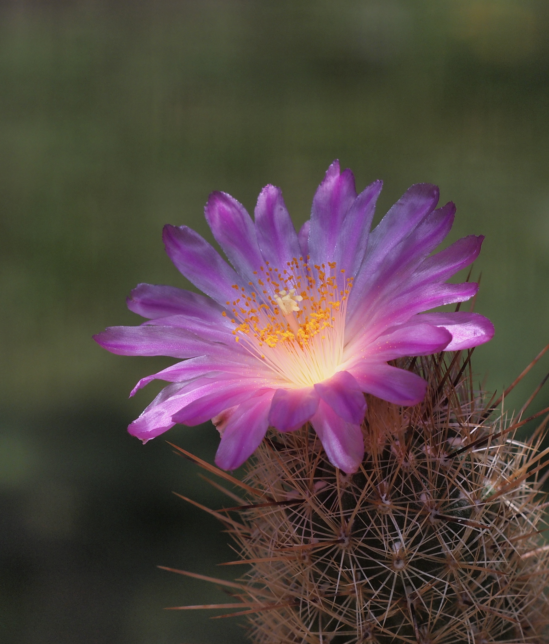 Thelocactus hastifer