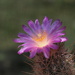 Thelocactus hastifer - Photo (c) Dornenwolf, some rights reserved (CC BY)