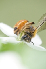 Andrena pellucens
