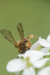 Andrena pellucens