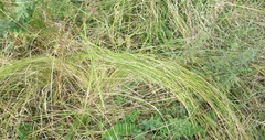 Stipa tirsa