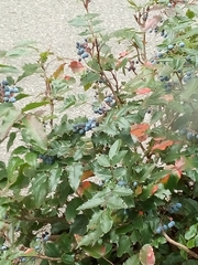 Berberis aquifolium