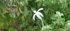 Barleria lavaniana