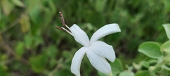 Barleria lavaniana