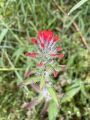 Castilleja arvensis