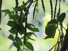 Dendrobium chameleon