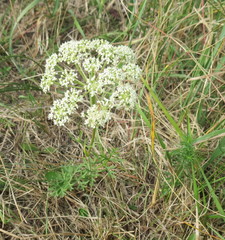 Seseli annuum
