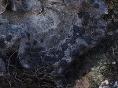 Umbilicaria proboscidea