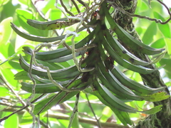 Cleisostoma paniculatum