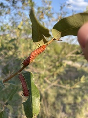 Anisota oslari