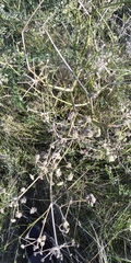Seseli campestre