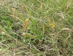 Anthericum ramosum
