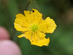 Ranunculus
