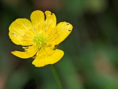 Ranunculus