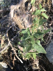 Stachys pycnantha