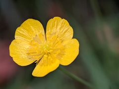 Ranunculus