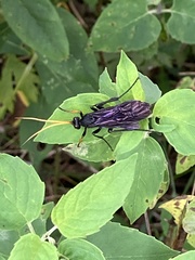 Gnamptopelta obsidianator