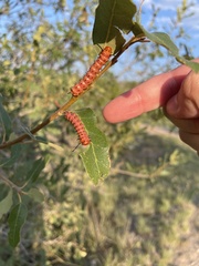 Anisota oslari
