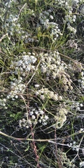 Seseli campestre
