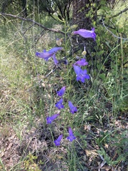 Penstemon stenophyllus