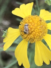 Trigonorhinus limbatus