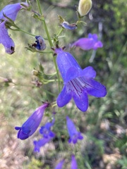 Penstemon stenophyllus