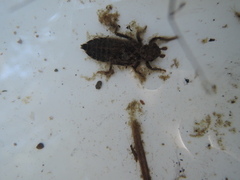 Octogomphus specularis