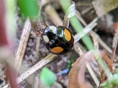 Harmonia axyridis